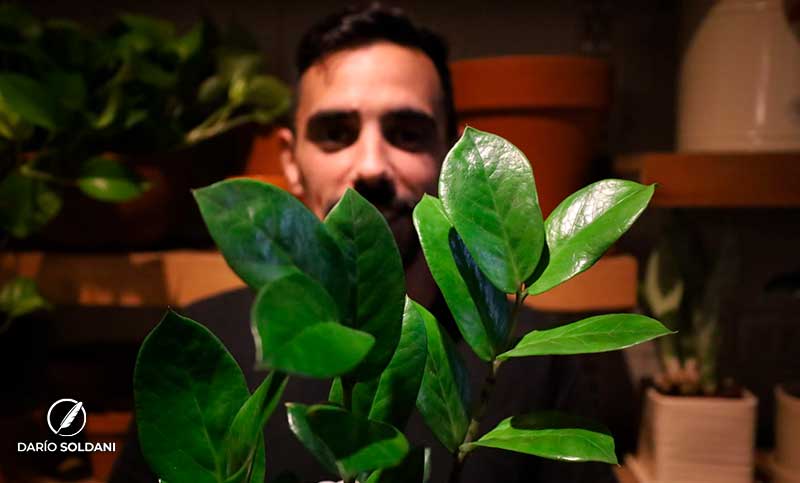 Zamioculca: planta de verde intenso, recomendable para decorar y armonizar el hogar