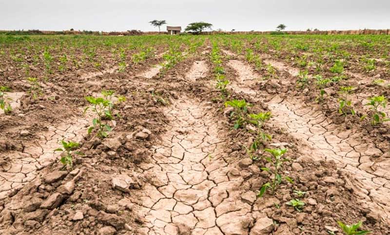 El Gobierno analiza medidas para los productores afectados por la sequía