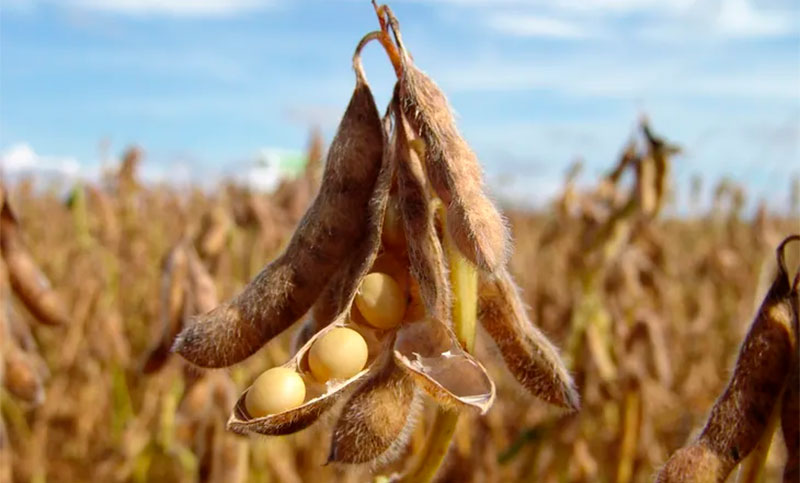 Afectada por el calor y la sequía, la cosecha de soja sería la peor en los últimos 23 años