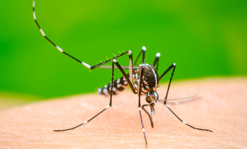 Se informaron más de 41.000 casos de dengue la semana pasada en el país