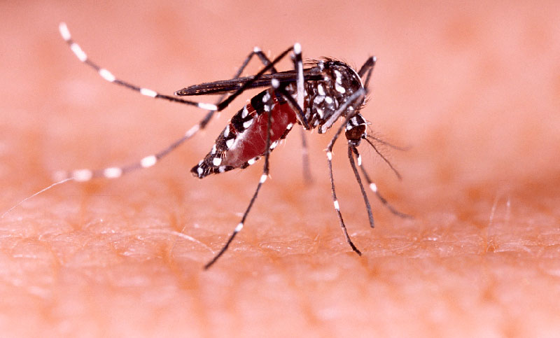 Se registraron más de 56.000 casos de dengue en el país durante la primera quincena de abril