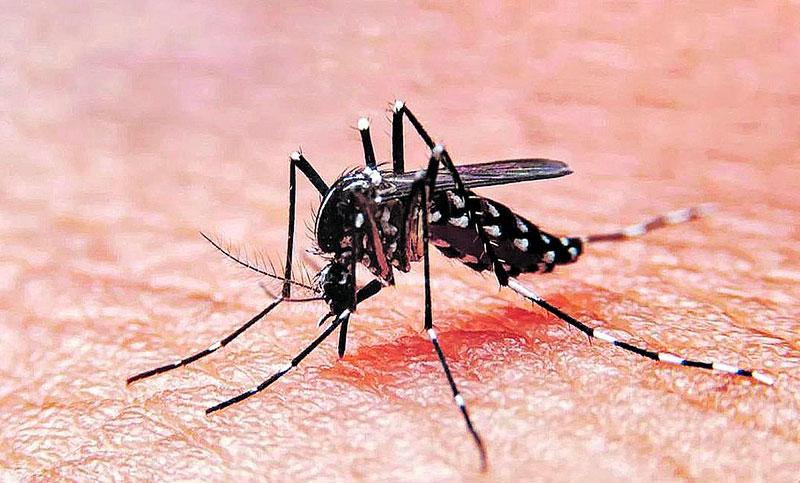 Se informaron más de 6.700 casos de dengue durante la semana pasada en el país