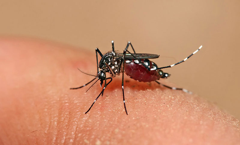 Crecieron un 27 % los casos de dengue en una semana