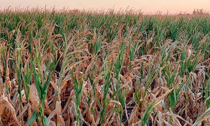 Por la sequía y las trabas impositivas, el sector agropecuario habló de un escenario de «catástrofe»