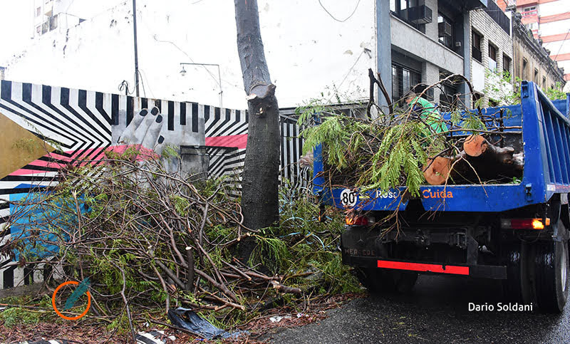 Continúan los operativos de remoción de árboles con riesgo potencial de caída