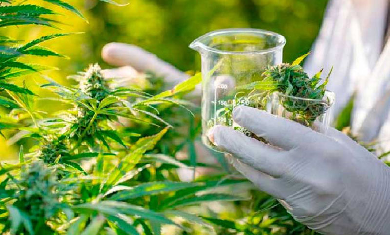 Científicas santafesinas logran avances en tratamiento de enfermedades metabólicas con cannabis medicinal
