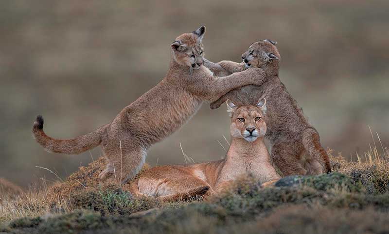 National Geographic estrenó «Pumas de la estepa», una relación entre el ser humano y la naturaleza