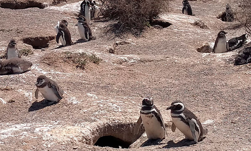Imputaron al dueño de un campo por la matanza de pingüinos en Punta Tombo