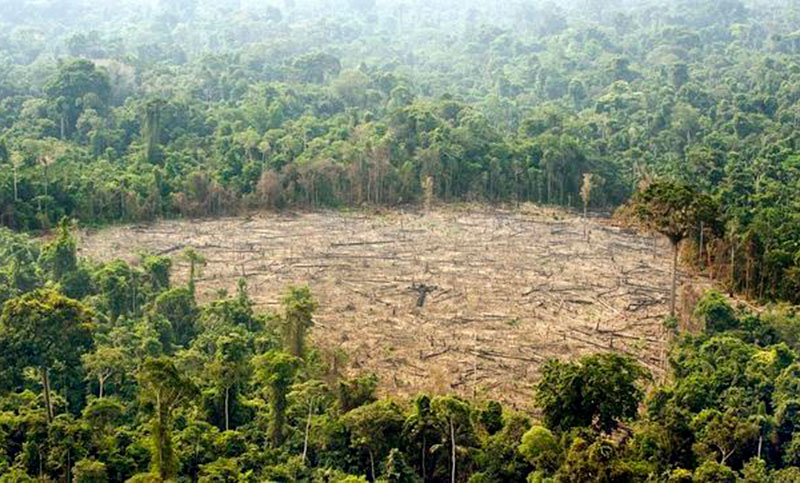 La deforestación de la Amazonía brasileña cayó 34%