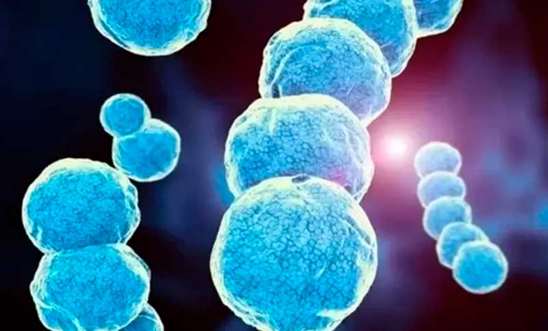Streptococcus Pyogenes: ¿cuáles son las causas y los principales síntomas?