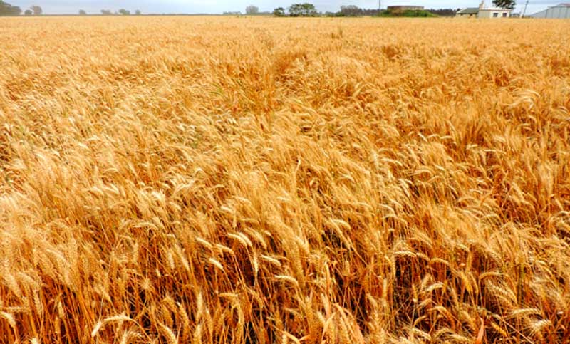 La siembra de trigo en Santa Fe avanza con buenos resultados: ¿contendrá el precio de la harina? 
