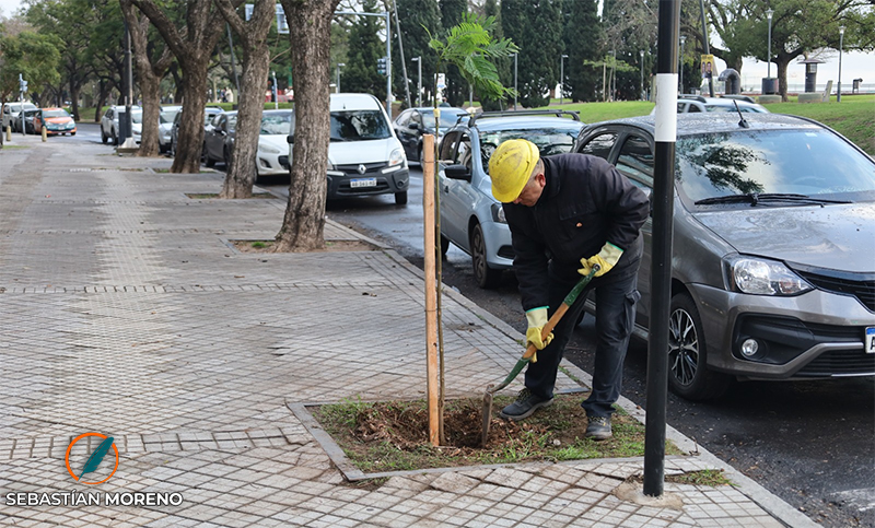 La Municipalidad comienza a plantar mil árboles por semana: «Es un número inédito»
