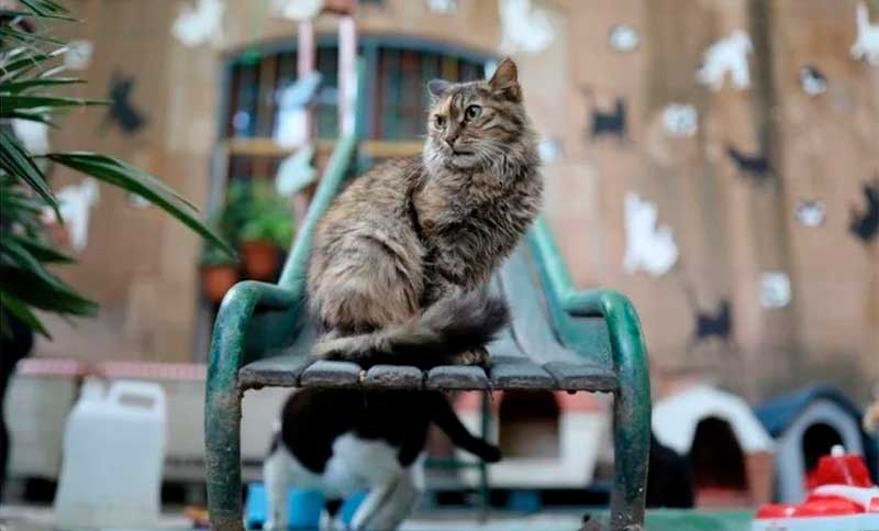 Chipre: preocupación por un virus que está causando la muerte de miles de gatos