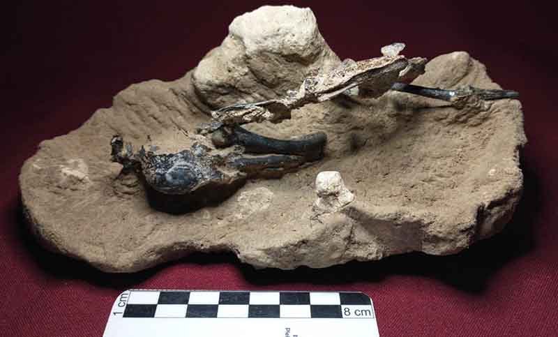Descubren el pájaro carpintero fósil más completo de Sudamérica