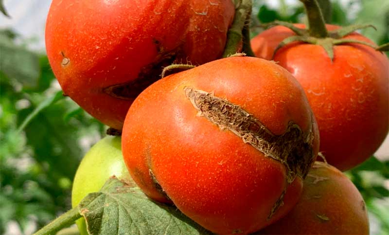 El Senasa lanzó un alerta fitosanitaria por el virus rugoso del tomate
