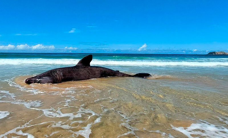 Hallaron a un tiburón peregrino en una playa de La Coruña