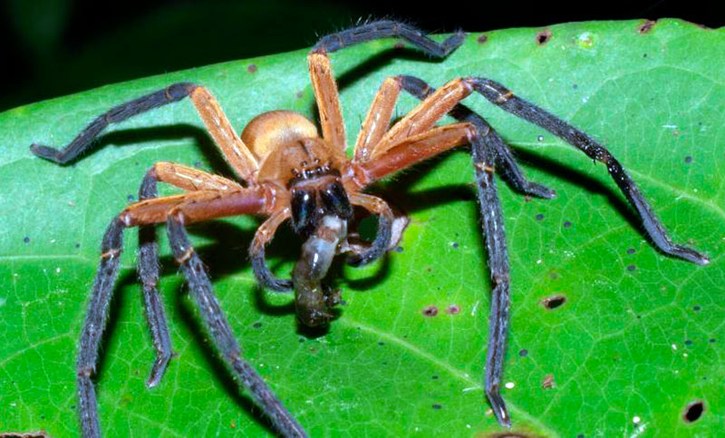 Descubren una nueva especie de araña cangrejo gigante en Ecuador