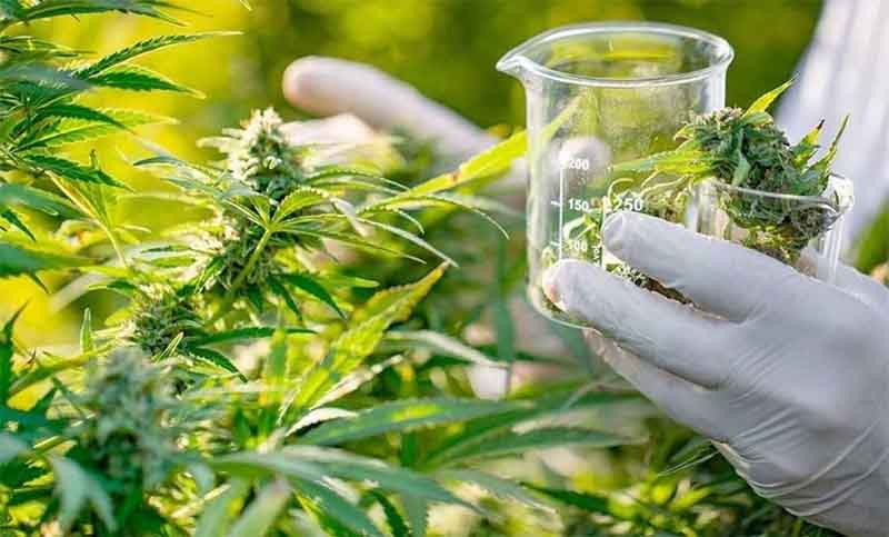 El Gobierno reglamentó la ley de Cannabis Medicinal
