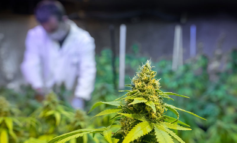 Santa Fe registró su primera variedad de semilla de cannabis medicinal