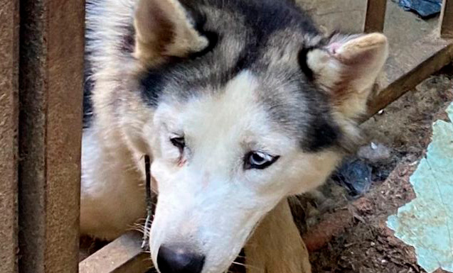 Rescatan veintitrés perros hacinados en un criadero ilegal en Capital Federal