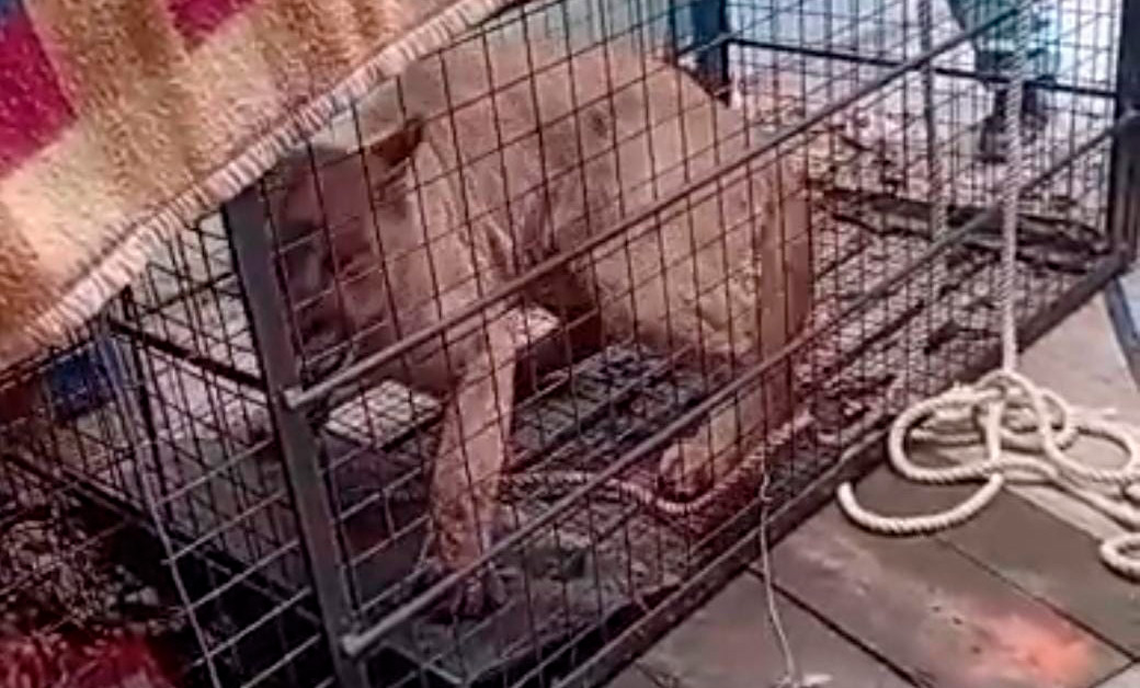 Liberan a un puma tras ser capturado en un barrio de Punta Alta