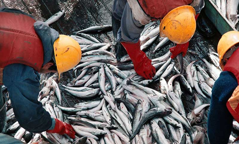 La actividad pesquera creció 20,6% interanual en julio