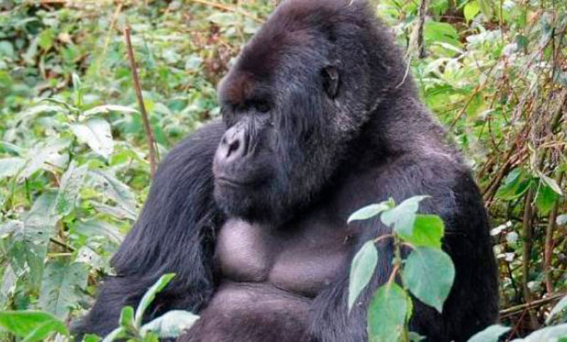 La Unesco alerta por la «crítica» situación de los grandes simios en Ruanda