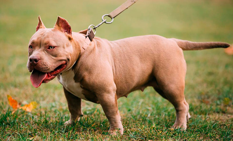 El Reino Unido prohibió tener perros American Bully XL tras numerosos ataques