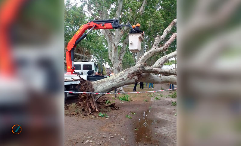 Reporte de daños por el viento: un árbol de gran tamaño cayó durante la madrugada