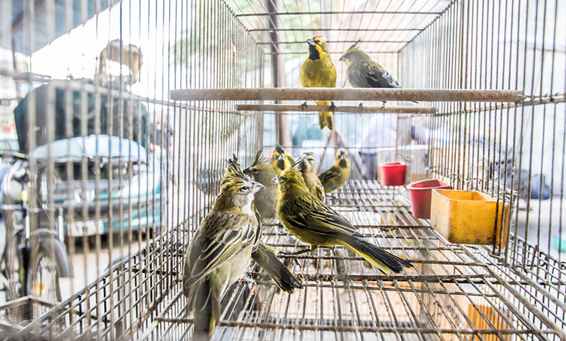 Liberaron 19 ejemplares de cardenal amarillo en Buenos Aires