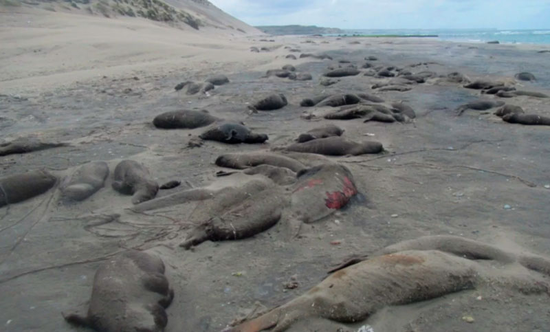 Advierten sobre la «extrema mortalidad» de crías de elefantes marinos en Península Valdés