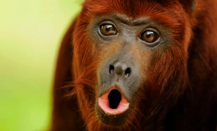 Buscan reintroducir al mono aullador rojo en la Argentina con ejemplares de Brasil