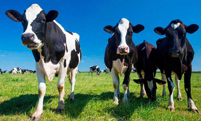 Consumir la mitad de carnes y lácteos podría reducir el 30% de las emisiones de gases