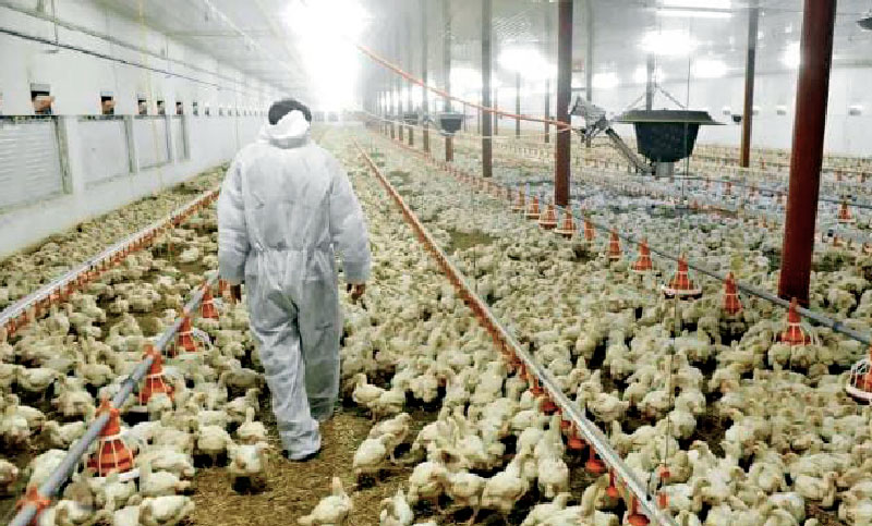 El gremio de la alimentación logro un 66.5 % de aumento para trabajadores de tres avícolas santafesinas