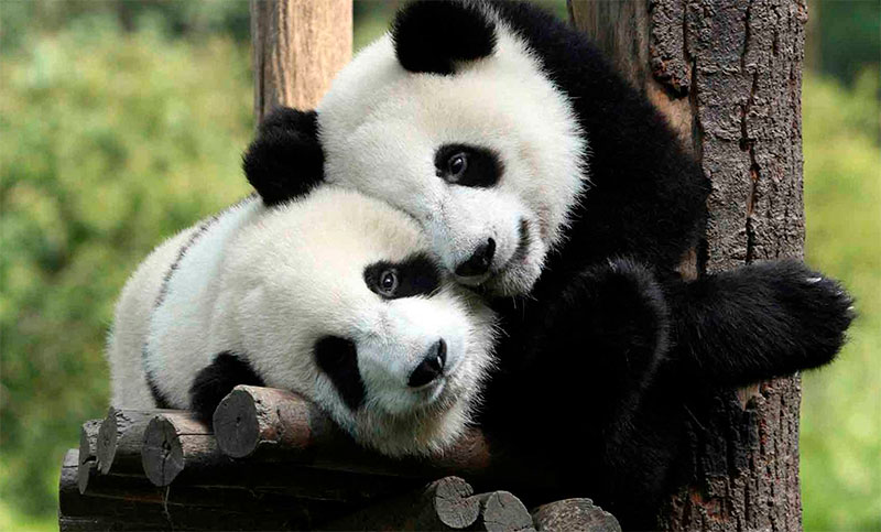 Una familia de osos pandas fue trasladada de Estados Unidos a China, por tensiones diplomáticas