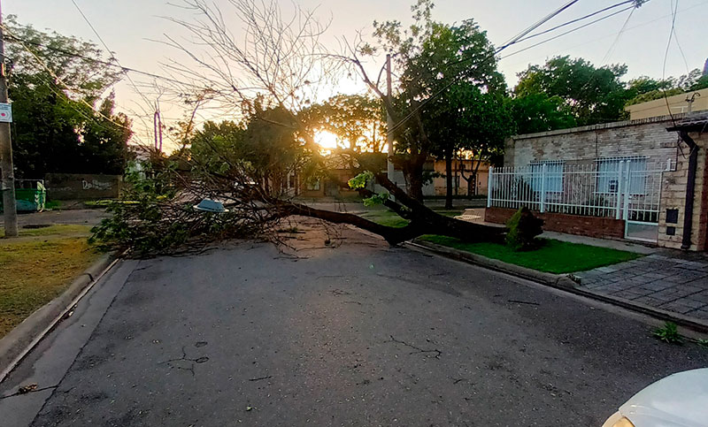Árboles caídos, ramas, cortes de cables y caídas de postes, las consecuencias del temporal en Rosario
