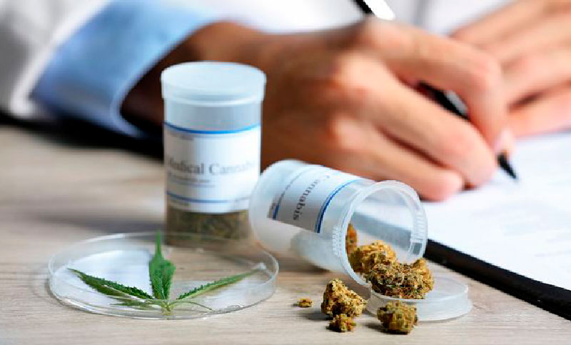 Desarrollan un patrón para la producción de cannabis con beneficios para la salud