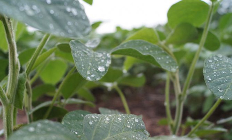 Los productores encaran con calma y optimismo las importantes lluvias registradas en la región núcleo