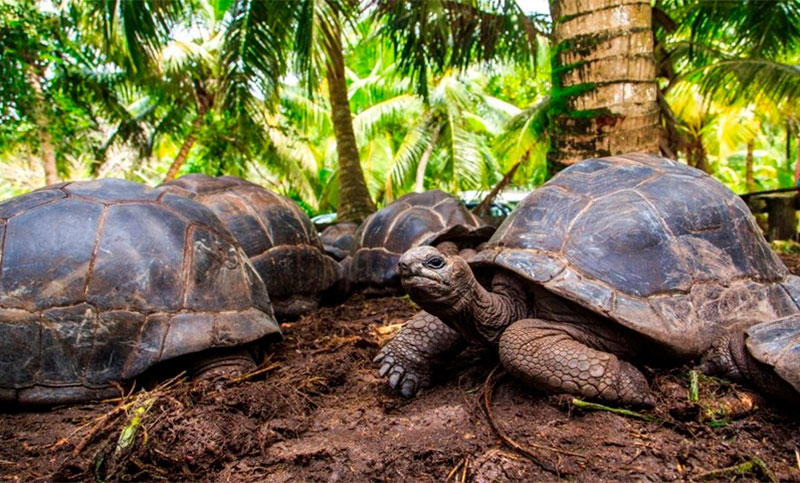 Las tortugas de las Islas Galápagos están en “peligro crítico” por la ingesta de plásticos