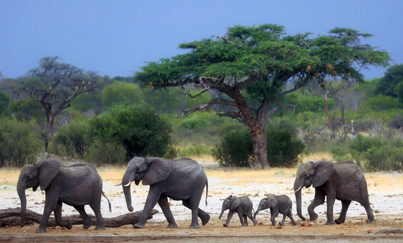Al menos 100 elefantes murieron por sequía en el mayor parque nacional de Zimbabue