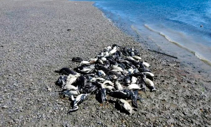 Más de un centenar de pingüinos aparecieron muertos en la costa