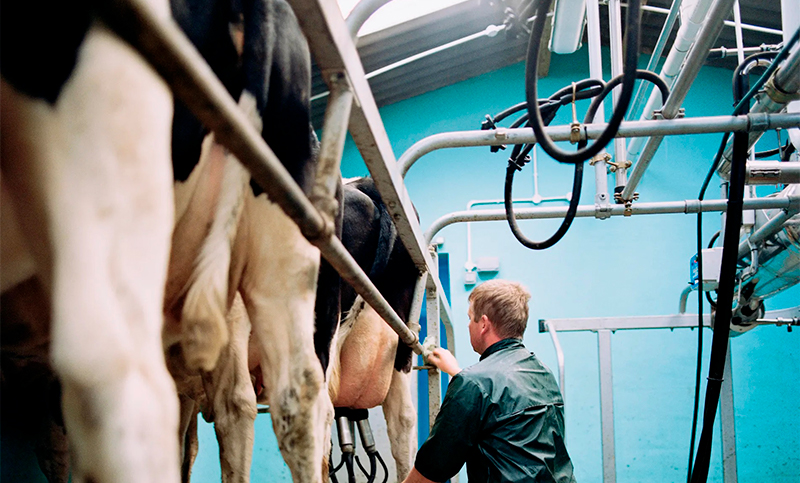 Alianza global de empresas lácteas para combatir el metano