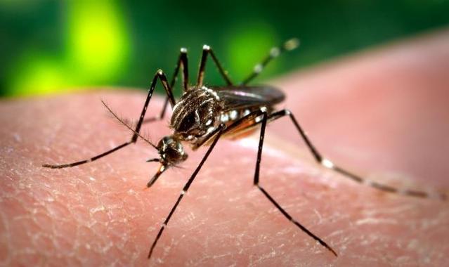 Aumento del dengue en América del Sur: campaña de vacunación mientras se agota el repelente de insectos