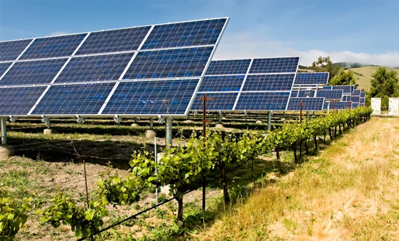 Experimento agrovoltaico fusiona energía solar y agricultura