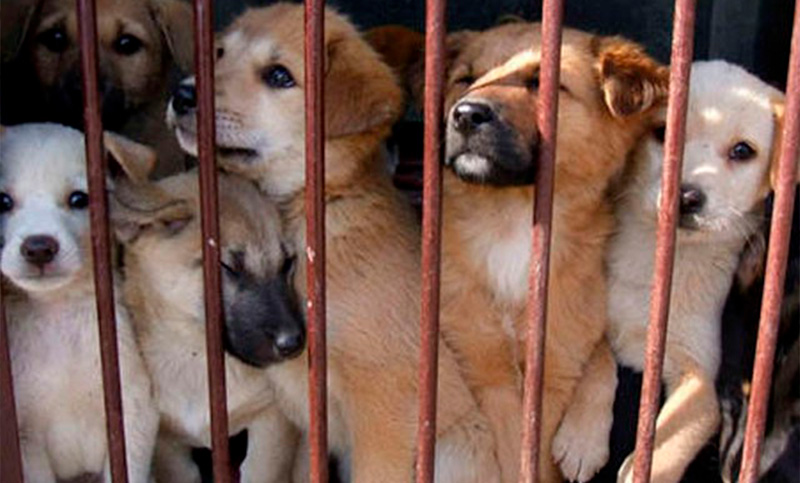 Corea del Sur da un paso histórico, prohibe la cría y consumo de perros para 2027