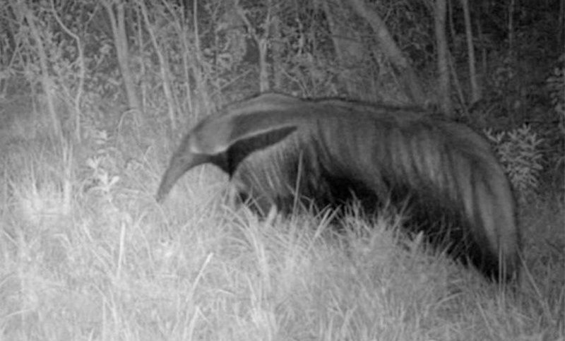 Registraron un oso hormiguero en Brasil, donde se consideraba extinto hace 130 años