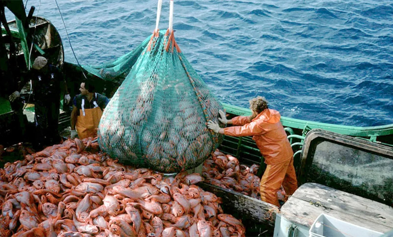 En Chubut también rechazan la Ley Ómnibus de Milei: «Destruiría todo el complejo pesquero»