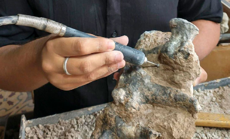Encuentran restos fósiles de un animal de aproximadamente 200 kilos que vivió hace 500.000 años