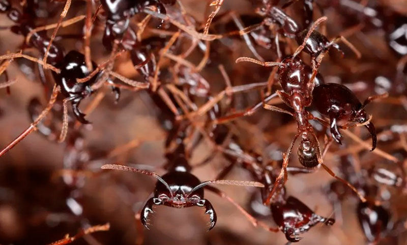 Una hormiga invasora modificó la dieta de los leones en Kenia