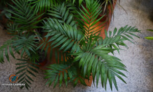 Chamaedorea Elegans: sencilla y a la vez elegante, “la palmera de salón“